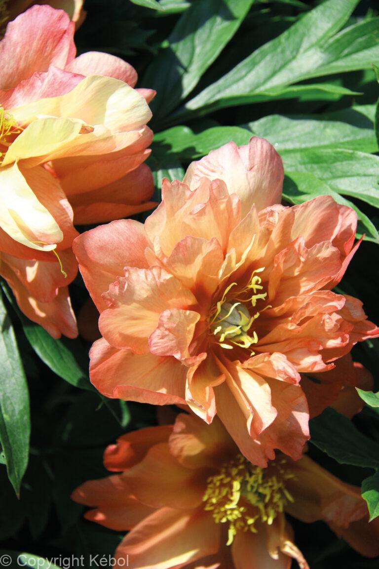 Paeonia Orange Victory