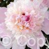 Paeonia lactiflora (D) Pecher - Bag