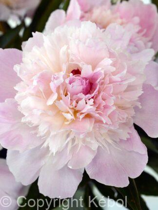 Paeonia lactiflora (D) Pecher - Bag