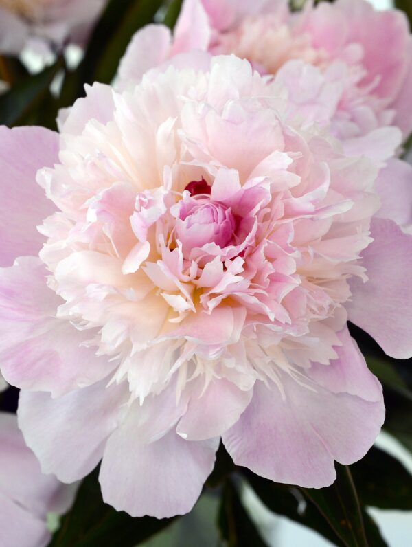 Paeonia Pecher
