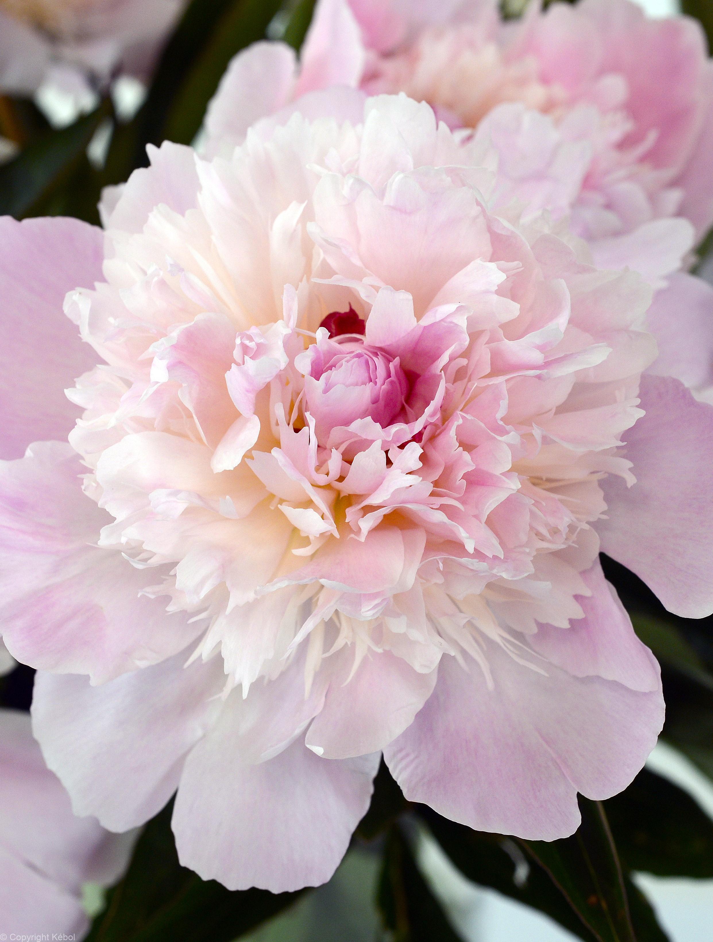 Paeonia lactiflora (D) Pecher - Case