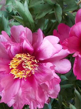 Paeonia Pink Ardour - case
