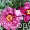 Paeonia Pink Ardour