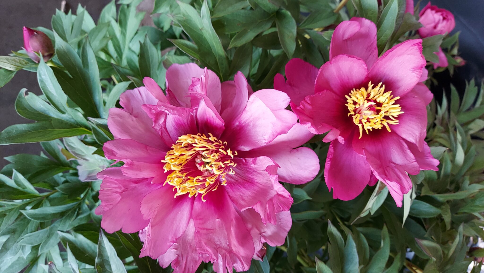 Paeonia Pink Ardour