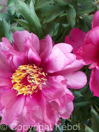 Paeonia Pink Ardour - bag