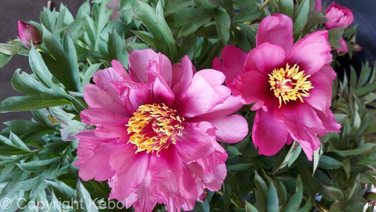 Paeonia Pink Ardour