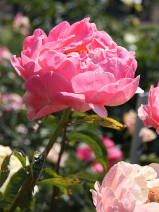 Paeonia Pink Choice - case