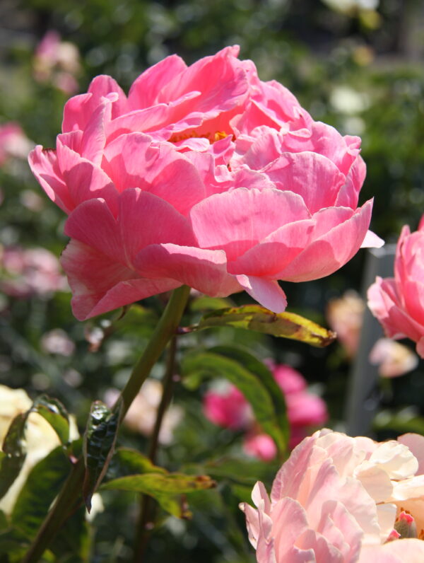 Paeonia Pink Choice - case