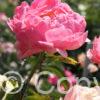 Paeonia Pink Choice