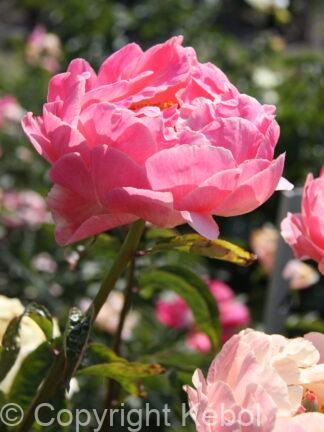 Paeonia Pink Choice - bag