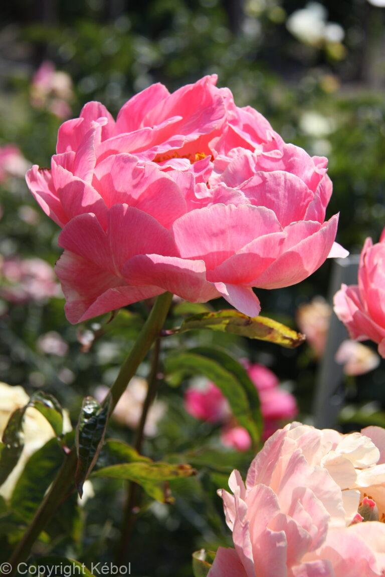 Paeonia Pink Choice