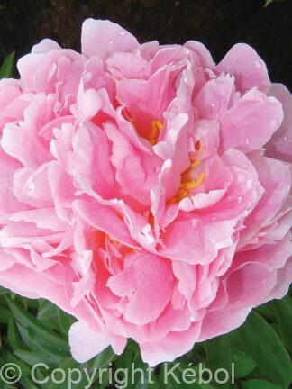 Paeonia lactiflora (D) Pink Double - Bag