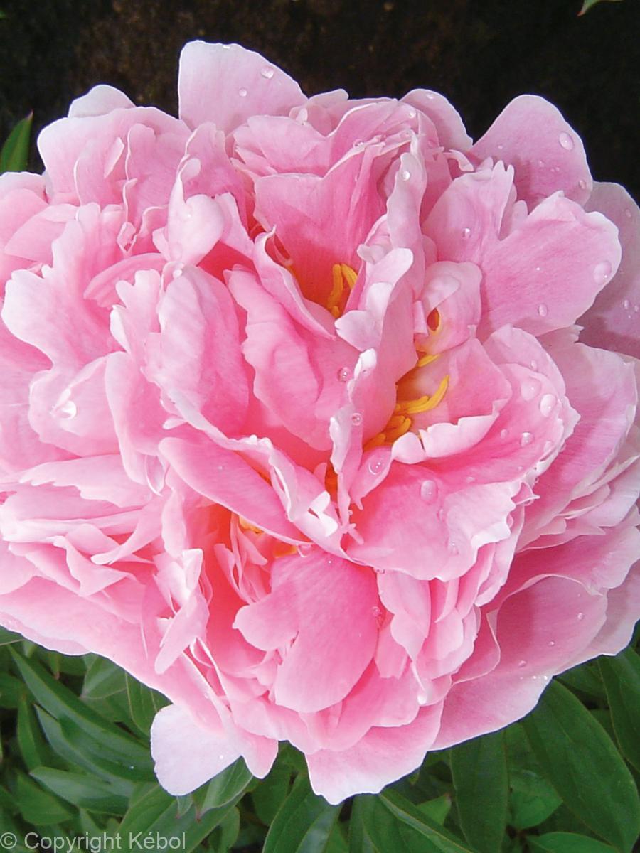 Paeonia lactiflora (D) Pink Double - Bag