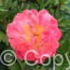 Paeonia lactiflora (D) Pink Hawaiian Coral - Bag
