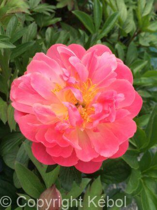 Paeonia lactiflora (D) Pink Hawaiian Coral - Bag