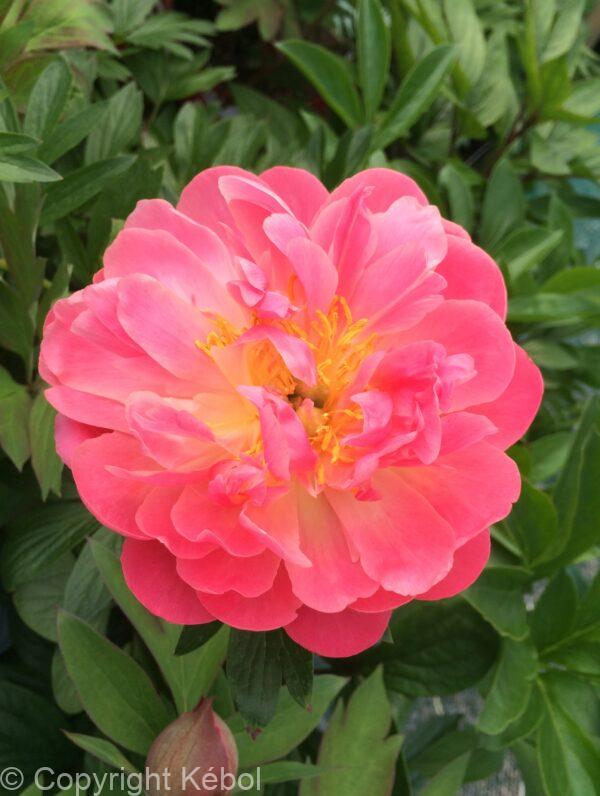 Paeonia Pink Hawaiian Coral