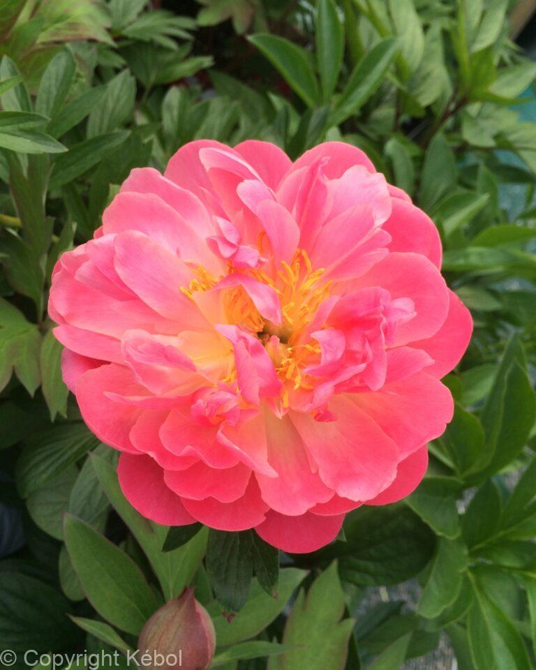 Paeonia lactiflora (D) Pink Hawaiian Coral - Bag