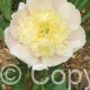 Paeonia lactiflora (D) Primevere - Bag