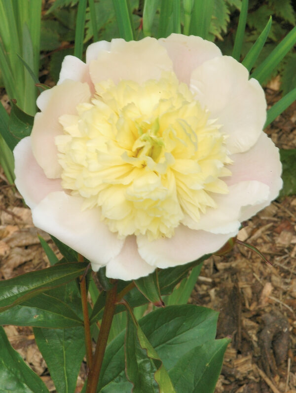 Paeonia Primevere - case
