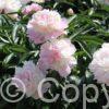 Paeonia Raspberry Sundae