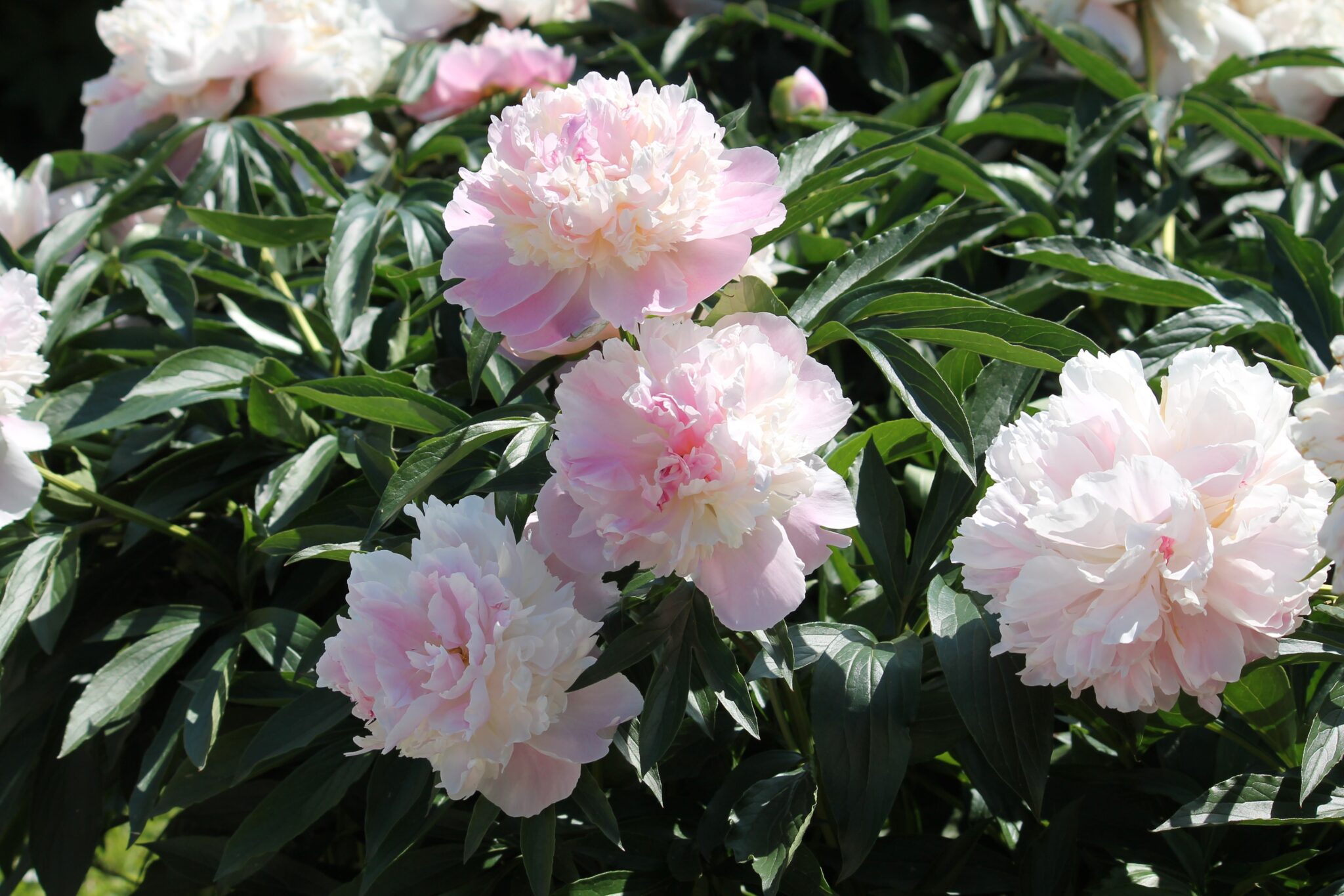 Paeonia Raspberry Sundae