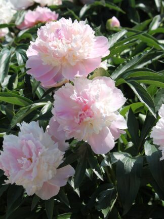 Paeonia Raspberry Sundae - case