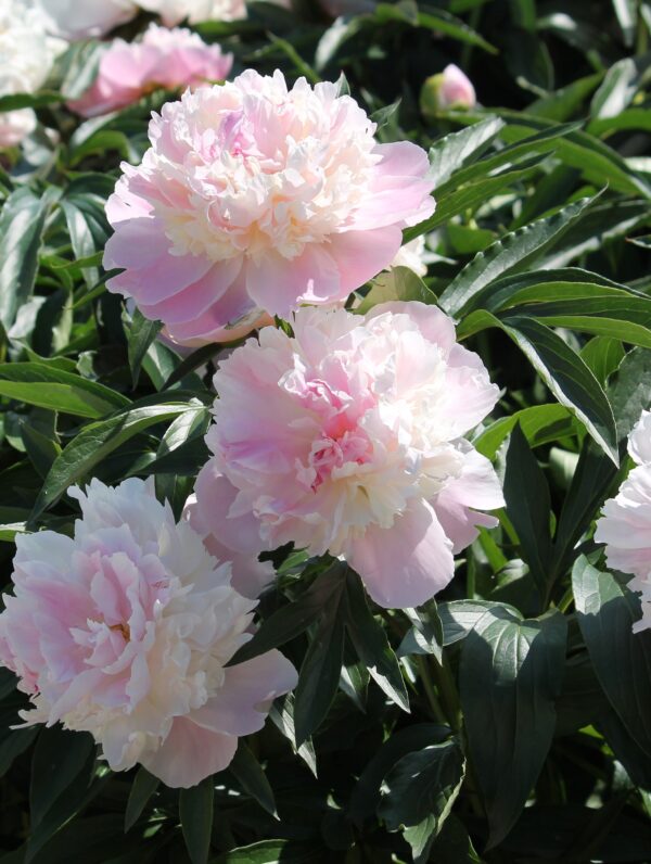 Paeonia Raspberry Sundae - case