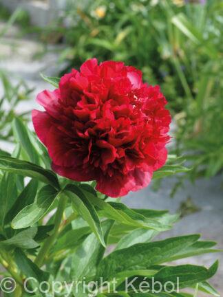 Paeonia Red Double - case