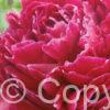 Paeonia lactiflora (D) Red Sarah Bernhardt - Bag