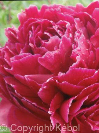 Paeonia lactiflora (D) Red Sarah Bernhardt - Bag