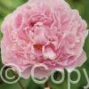 Paeonia lactiflora (D) Sarah Bernhardt - Bag