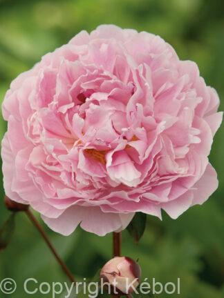 Paeonia lactiflora (D) Sarah Bernhardt - Bag