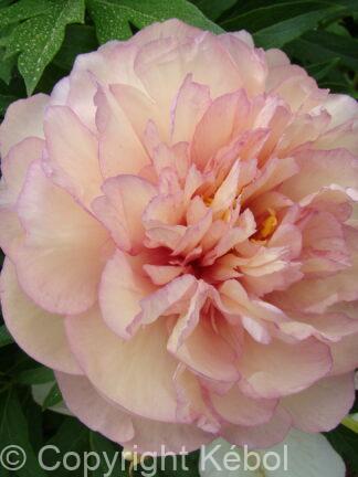 Paeonia itoh Scrumdidleumptious - Bag