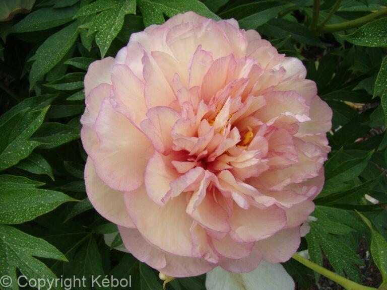 Paeonia itoh Scrumdidleumptious - Bag