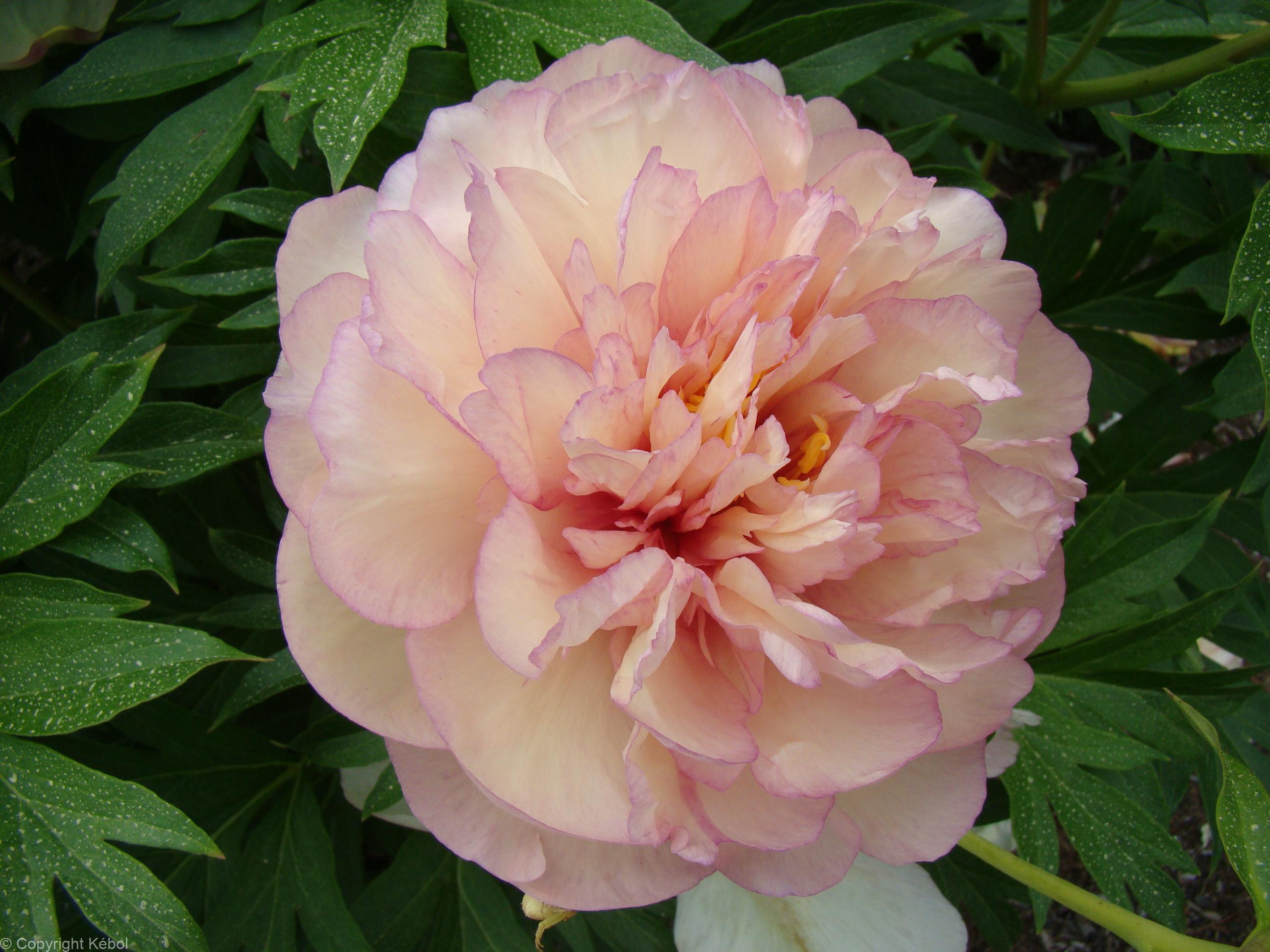 Paeonia itoh Scrumdidleumptious - Bag