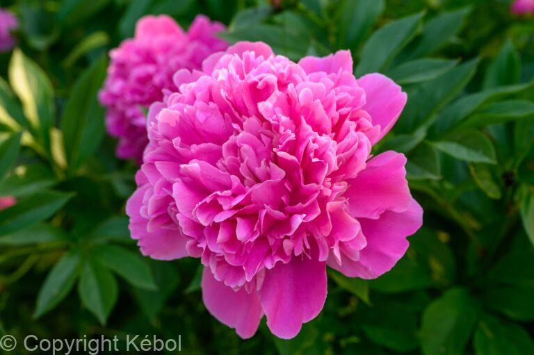 Paeonia Sebastian Maas