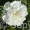 Paeonia lactiflora (D) Shirley Temple - Bag