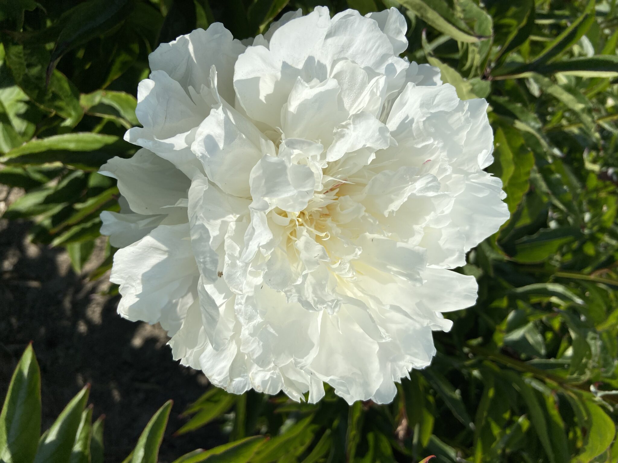 Paeonia Shirley Temple