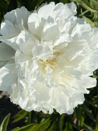 Paeonia Shirley Temple - case