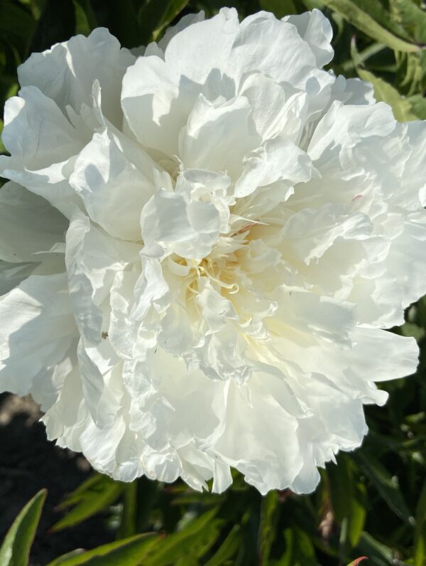 Paeonia Shirley Temple - case