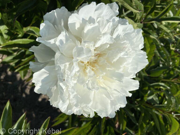 Paeonia lactiflora (D) Shirley Temple - Bag