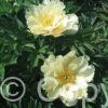 Paeonia itoh Singing in the Rain - Bag