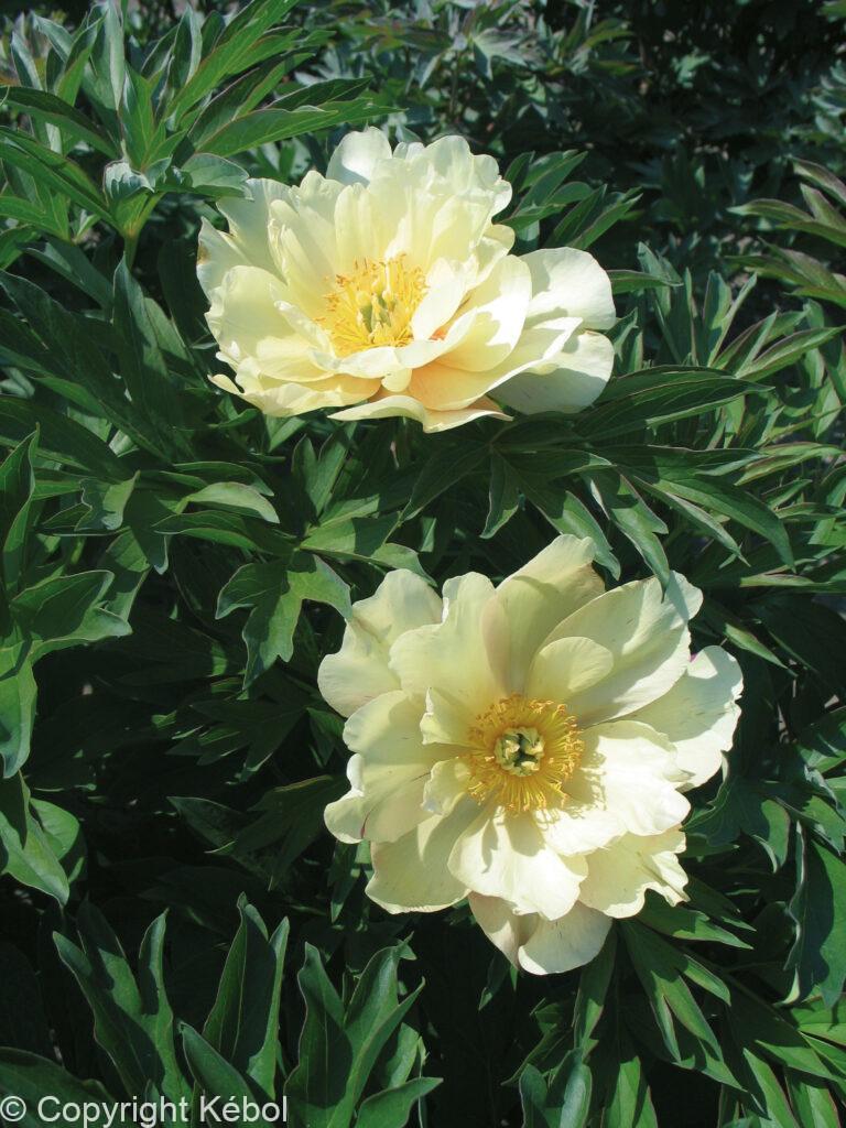 Paeonia itoh Singing in the Rain - Bag