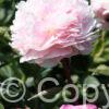 Paeonia Vogue