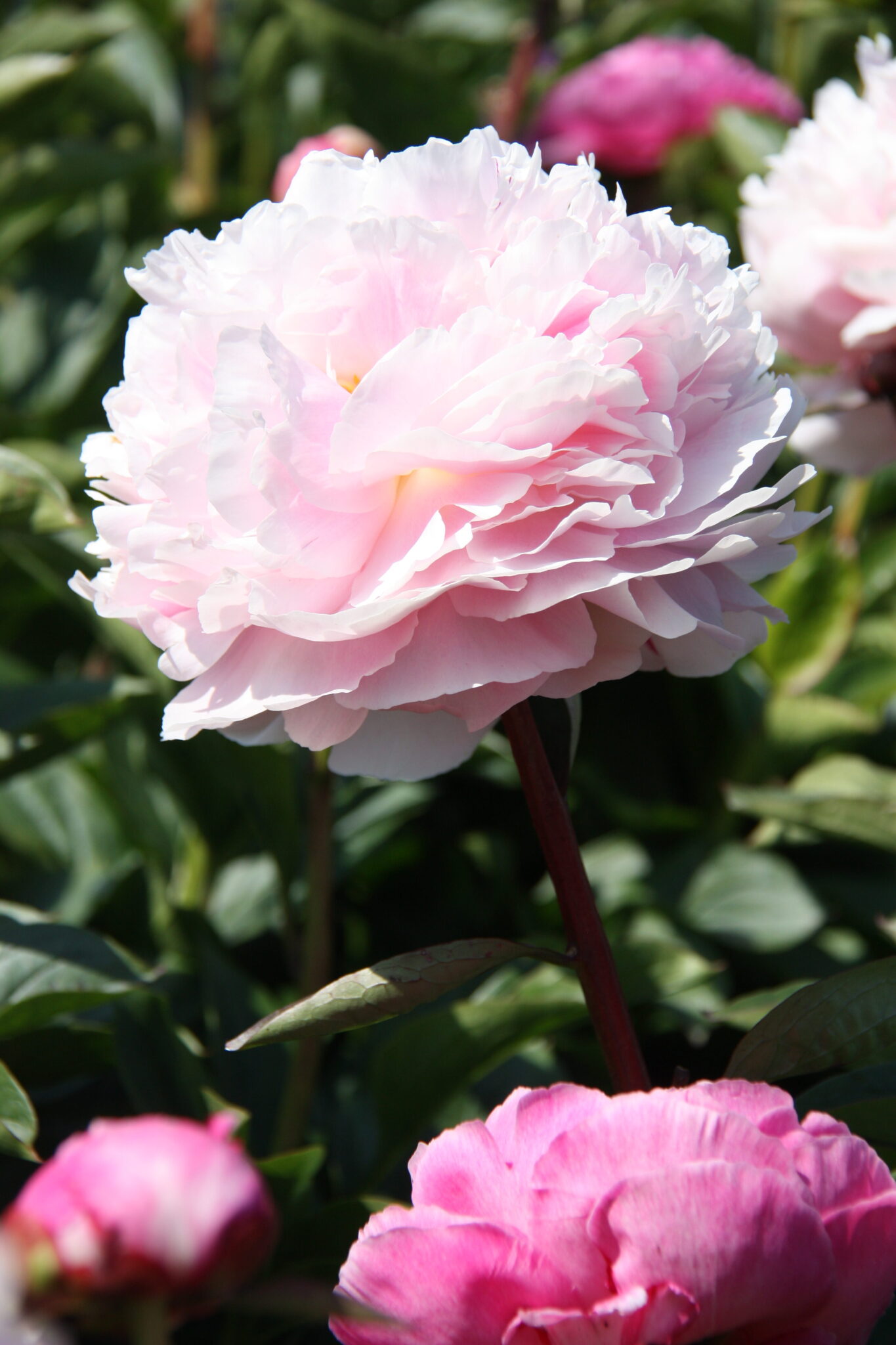 Paeonia Vogue