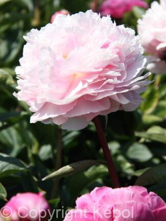Paeonia Vogue - case