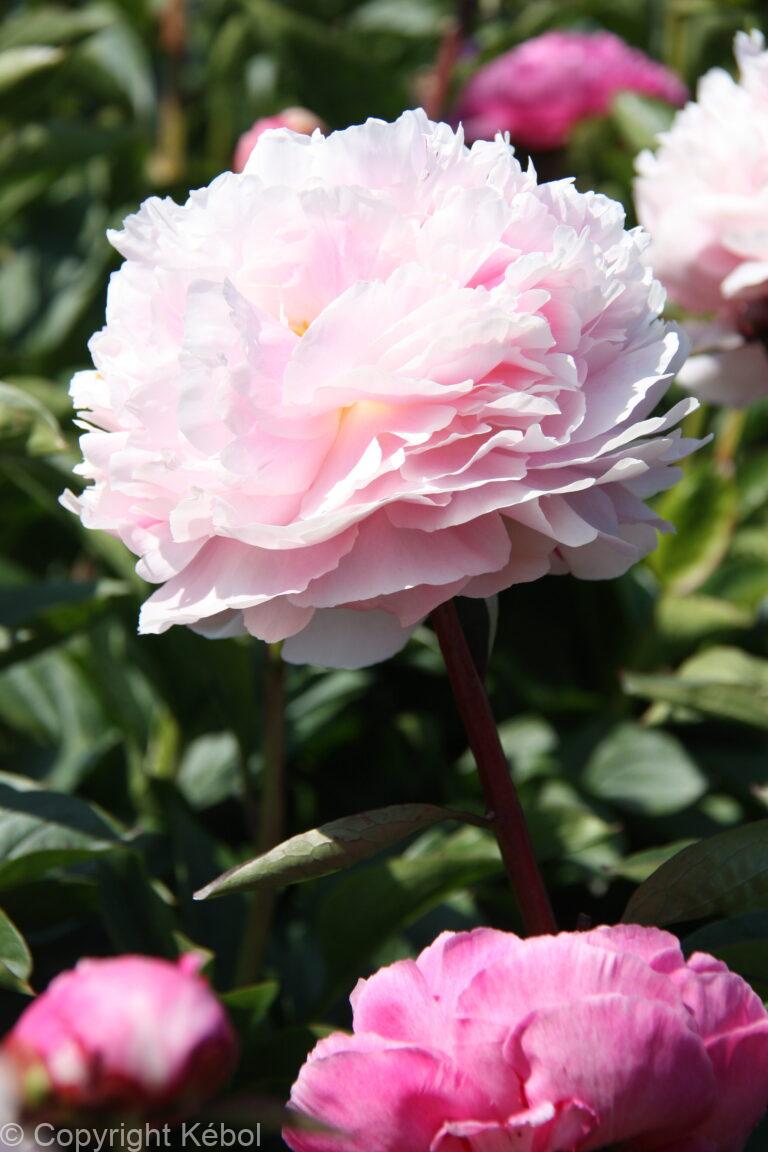 Paeonia Vogue