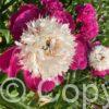 Paeonia White Cap