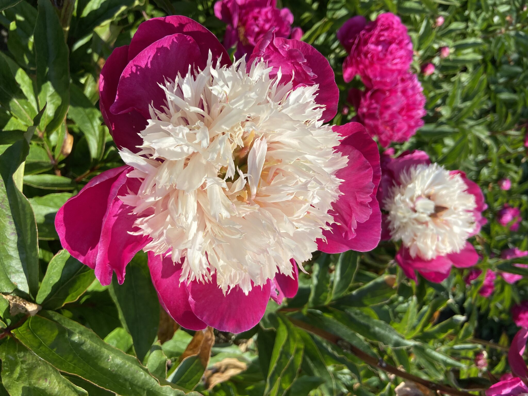 Paeonia White Cap