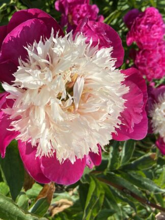 Paeonia White Cap - case